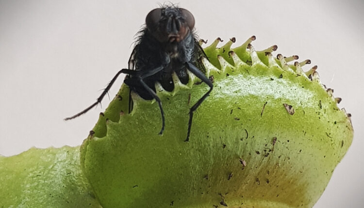 EL DÍA QUE LA NATURALEZA NOS DEVORÓ-POGO